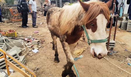 اللد: اعتقال 3 مشتبهين قاموا بتربية حيوانات بظروف قاسية 